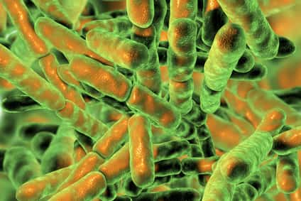 bactoflor intercell. Bifidobacterium